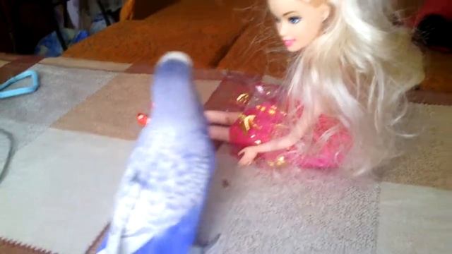 Попугай Кеша и его подружка. смотреть онлайн