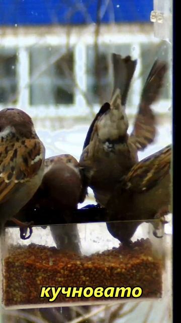 Воробьи толпятся в кормушке #birds смотреть онлайн