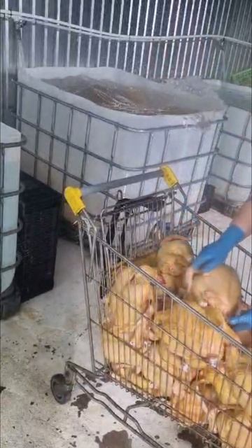 Фермерское мясо бройлера 🍗