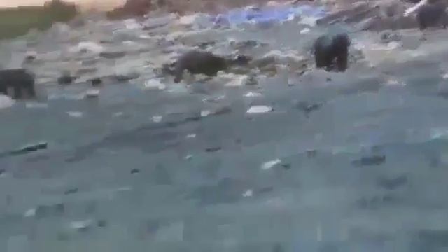 Медведи на Камчатке. смотреть онлайн