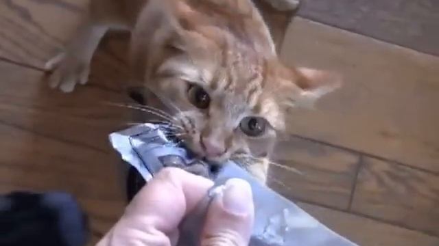 приколы с кошками.смешная подборка кошачьих приколов смотреть онлайн
