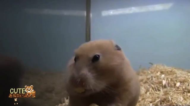 Cute Hamster Eating a Whole Corn Cob! смотреть онлайн