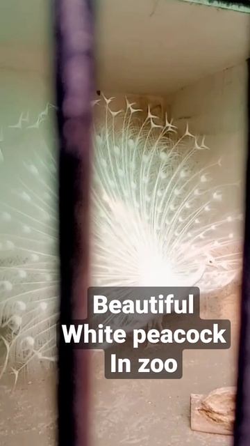 white color in trending .. #myvlogvideo #intersting #animals смотреть онлайн