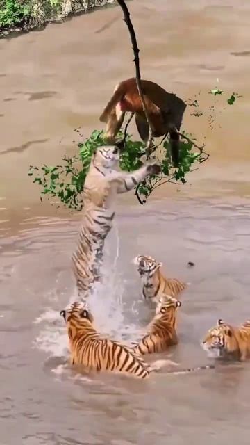 - Tigers VS Money 🐅🐒 смотреть онлайн