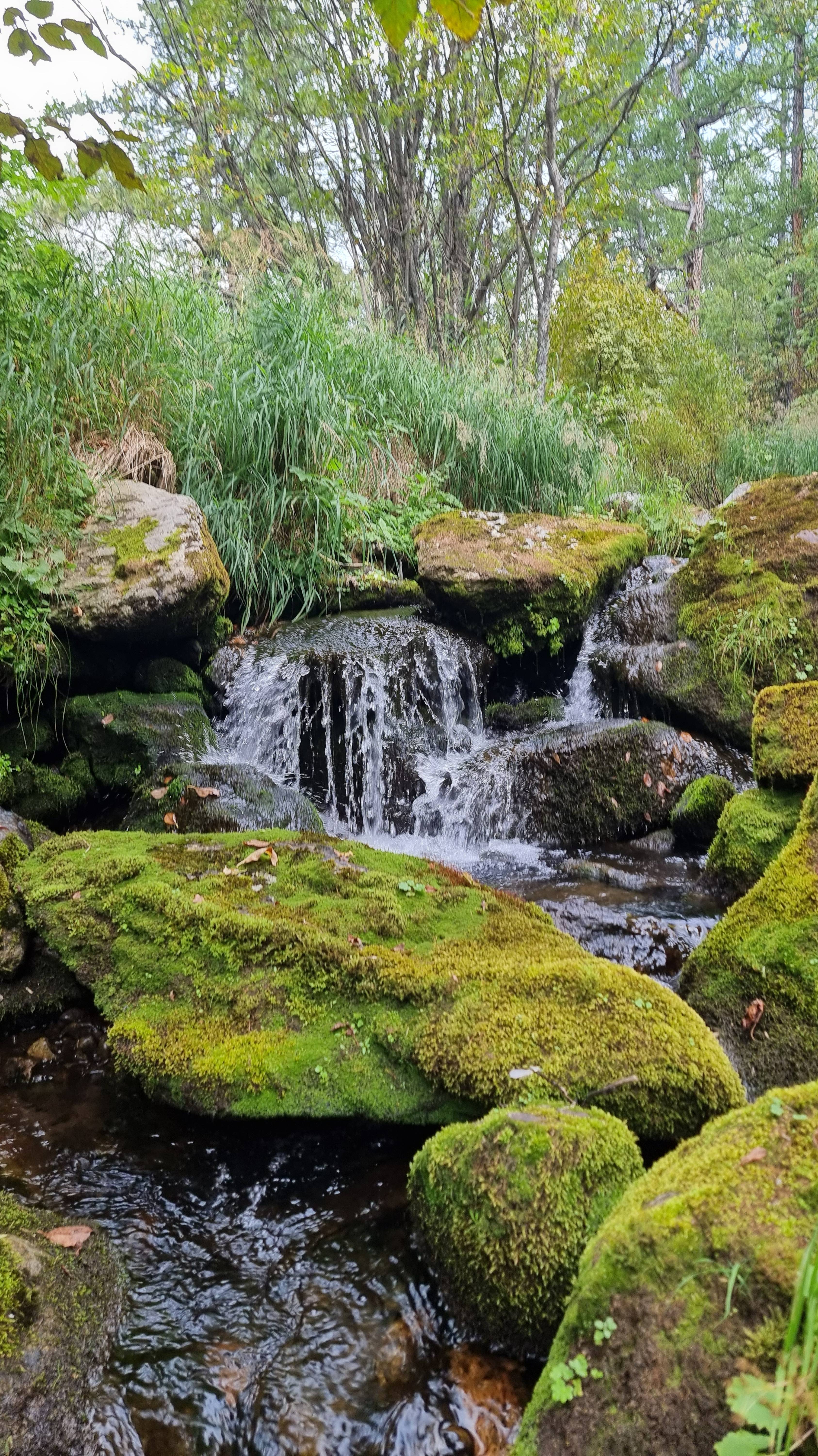 Ямал, безымянный ручей в тайге Полярного Урала