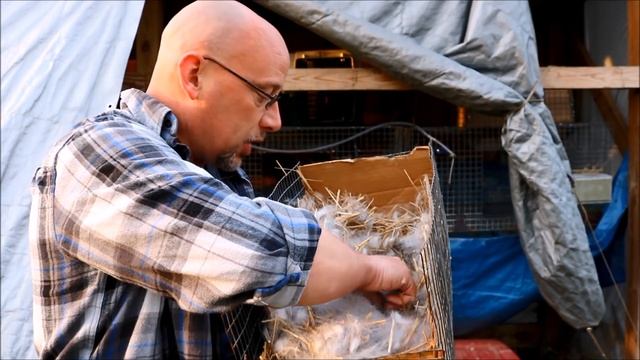 When to Check On Newborn Rabbits - The SR Rabbit Update 4-9-18 смотреть онлайн