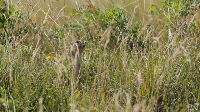 Ziesel - European Ground Squirrel - Spermophilus citellus смотреть онлайн