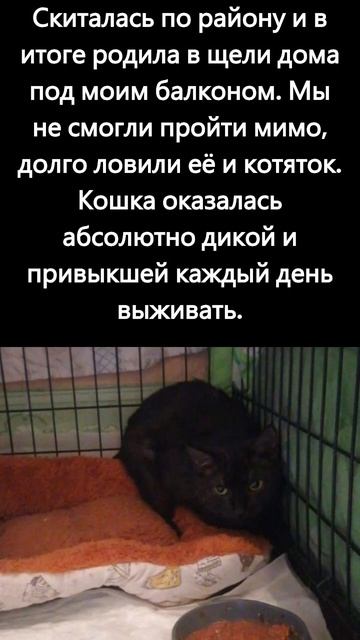 #Москва Красавице Афине нужен дом и любящий хозяин. #кошки смотреть онлайн