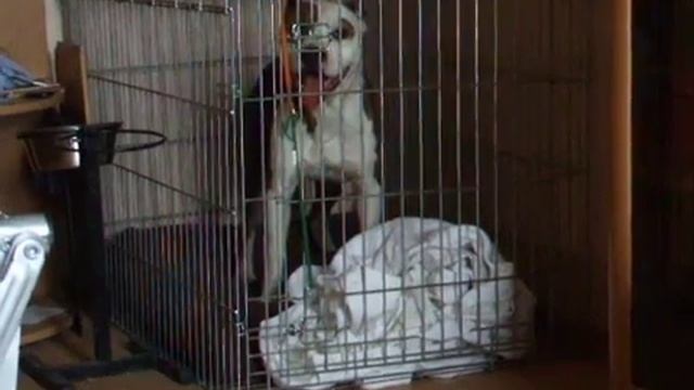 Бейлис валяет дурака смотреть онлайн