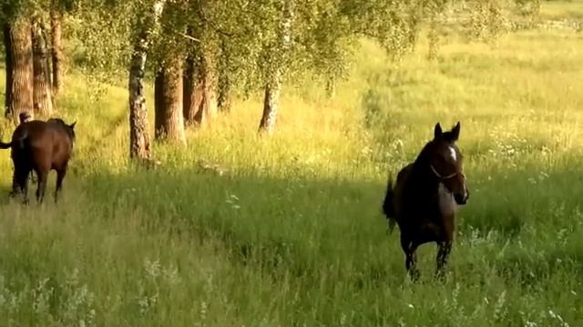 Лошади гуляют смотреть онлайн