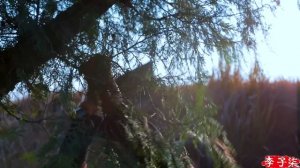 Tasty preserved meat—— Indispensable  for the Spring Festival年菜不可缺少的一份子，腌制入味的酱腊肉 | Liziqi channel