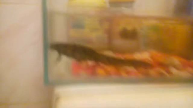 Мой тритошка смотреть онлайн