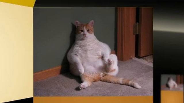 Carpeted Cat Tree Plans смотреть онлайн