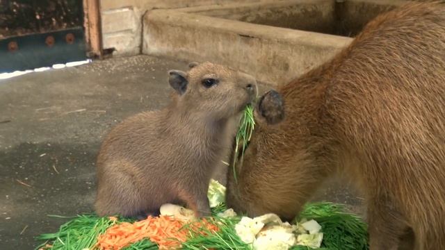 Mláďata v Zoo Zlín смотреть онлайн