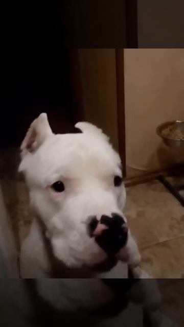 Дисциплина прежде всего! Каспер - Dogo Argentino смотреть онлайн