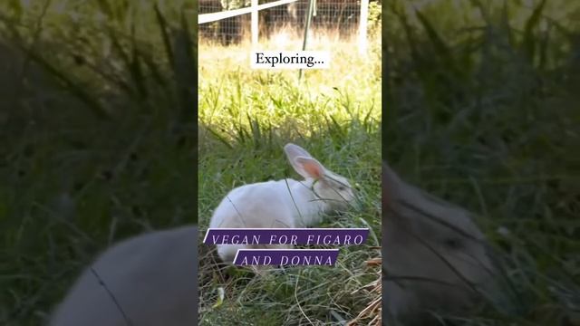 Sanctuary Weekly Reminder Part 33 смотреть онлайн