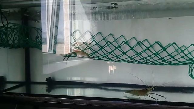Креветка Роземберга (#Macrobrachium rosenbergii ) смотреть онлайн