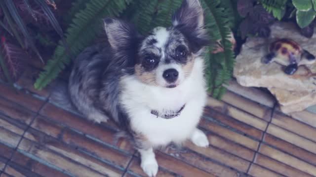 Чихуахуа Софи: жизнь собаки в Таиланде 🐕🌴 смотреть онлайн