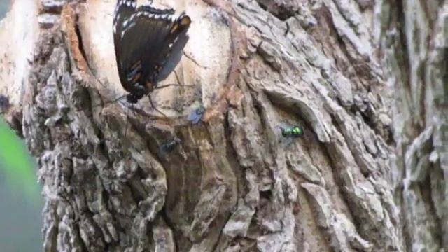 Intergrade Between White Admiral and Red-spotted Purple Admiral Butterfly 7-22-10 смотреть онлайн