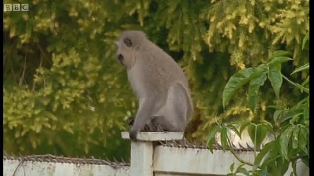 Monkey fight! | Cheeky Monkey | BBC Earth смотреть онлайн