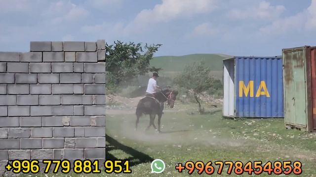 шумдук ЖЫЛООЛОЙТ💥АКТИЛЕК АКЕНИН АРЗАН АТТАРЫ 2-МАЙ смотреть онлайн