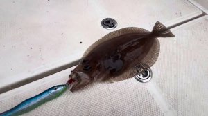 Камбала или палтус?