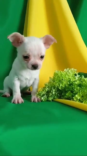 чихуахуа смотреть онлайн