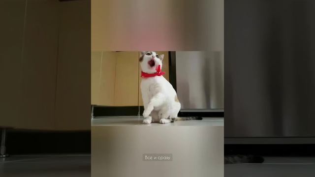 Небольшая подборка самых смешных животных 😀 смотреть онлайн