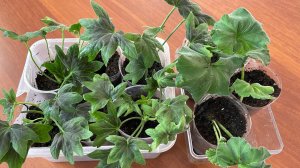 Пеларгония зональная хорошо укоренилась в воде. 
Ещё одно дополнительное место для сеянцев.