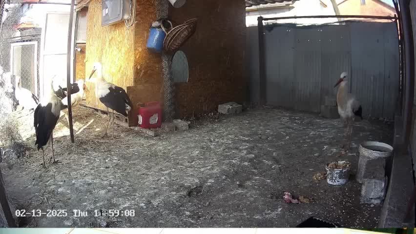 🔴LIVE🔴 Брестский аист, Вольер/Бассейн