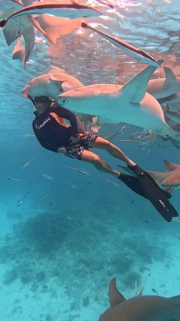 Nurse Shark Attack Fail - Shark Accident 😄😄 смотреть онлайн