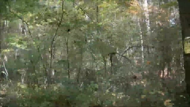 Searching for Bigfoot 2 Caught on Camera смотреть онлайн