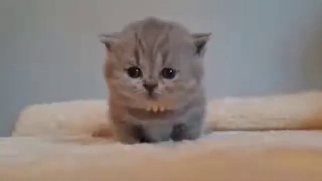 Миленький Британский котик смотреть онлайн