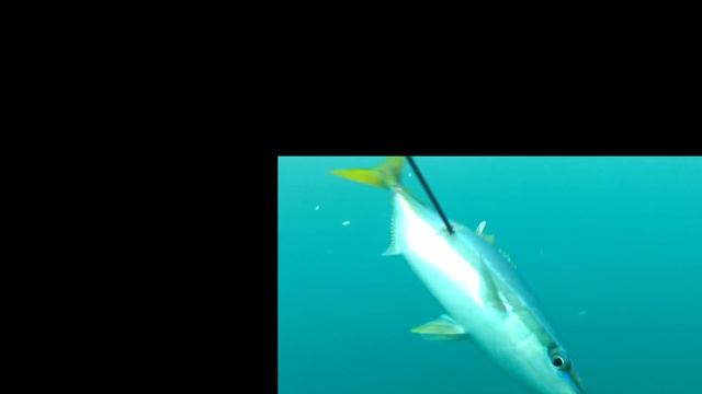 Spearfishing - Rainbow Runner & Great Barracuda - Vanuatu смотреть онлайн