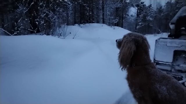 ПО СОБОЛИНЫМ ТРОПАМ / ПРОВЕРКА КАПКАНОВ ... смотреть онлайн