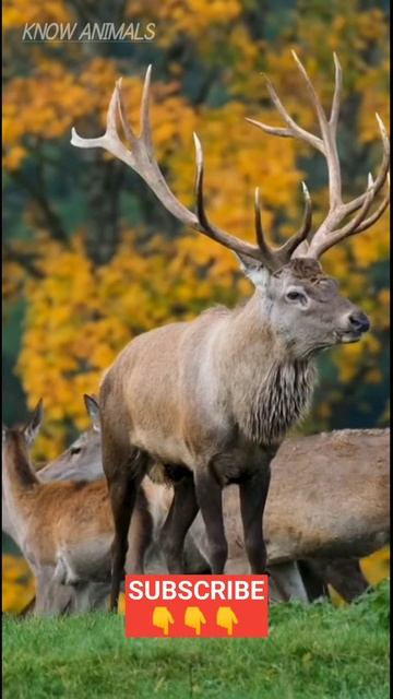 Check Antler Deer Sound 🦌 🧐 #deer смотреть онлайн