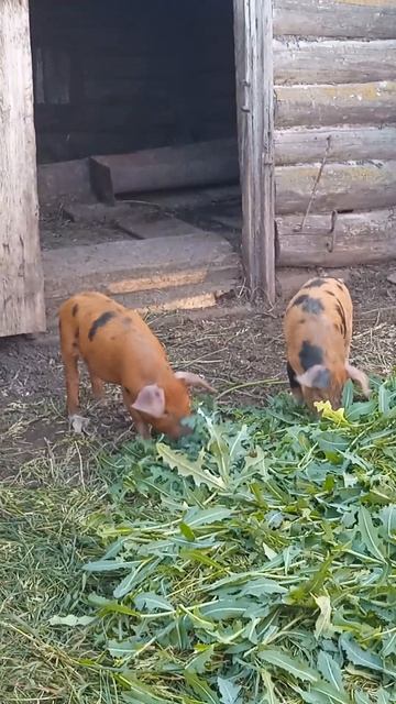 маленькие милые свинки смотреть онлайн