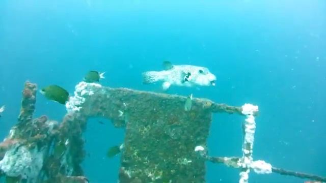 poisson ballon étoilé смотреть онлайн