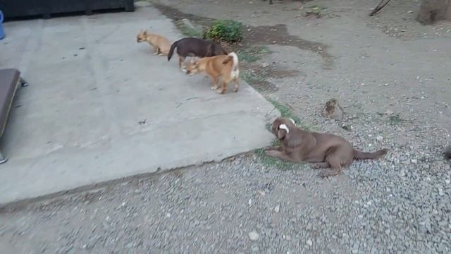 ВАЖНО ‼️РАСПРОДАЖА 💯 НОВОСТИ ‼️ ПИТОМНИК ЧИХУАХУА И ТОЙ-ПУДЕЛЬ/ МАЛЬТИПУ КАСТРОПУЛО КРЫМ смотреть онлайн