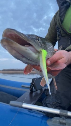 Ловля ЩУКИ нахлыстом ЗИМОЙ.