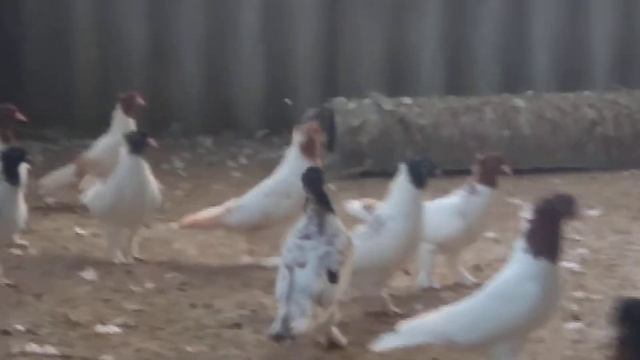 Головастики. продаются. 8-989-129-80-55. смотреть онлайн