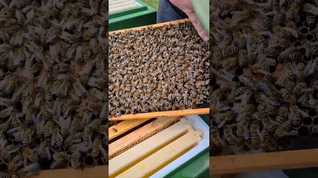 Пчеловодство. Разведение пчёл 🐝 смотреть онлайн