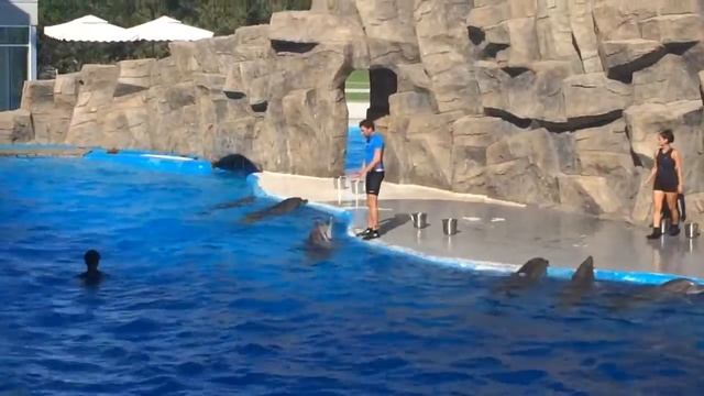 Выступление дельфинов. В Батуми. смотреть онлайн