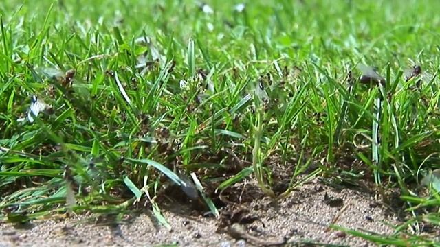 Schwarmflug смотреть онлайн