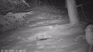 Видео фотоловушек 12.02.2025