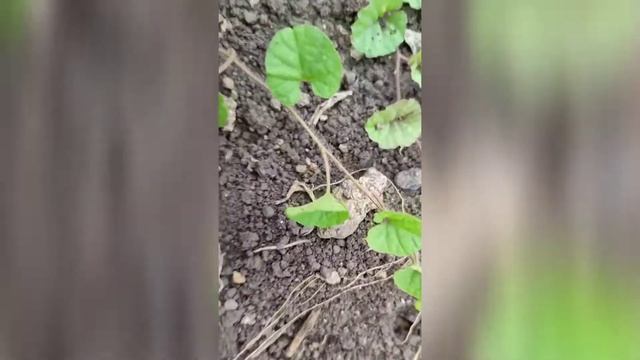 Akhukarni, Undirkani,Ipomoea reniformis syn Merremia emarginata, Convolvulaceae, #Anthelminthic# смотреть онлайн