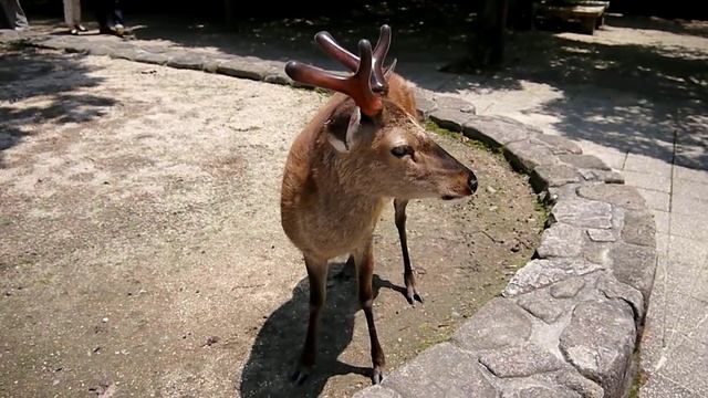 Олени на Миядзиме смотреть онлайн