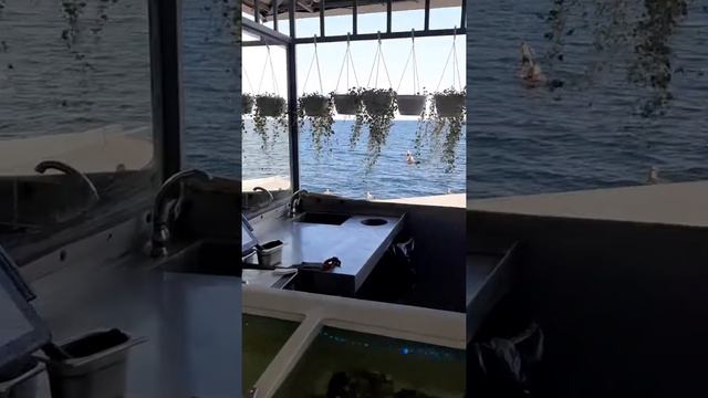 Крымские Устрицы. смотреть онлайн