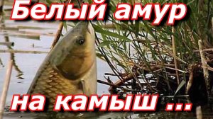 КАК ЛОВИТЬ БЕЛОГО АМУРА НА КАМЫШ .УДОЧКА ПРИНЦЕССА 6 МЕТРОВ.