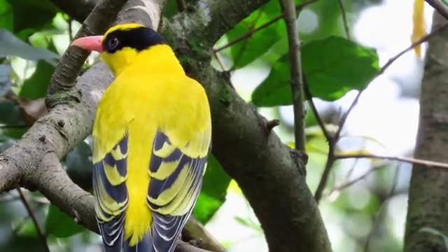 Yellow Bird In The Forest Free HD Video Clips Footage at Videezy! смотреть онлайн